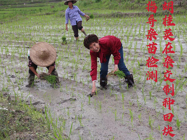 胡桂英在杂交制种田块指导